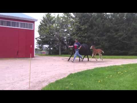 Becks 2011 colt by Belissimo M