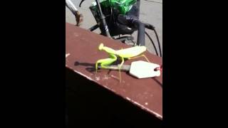 Praying Mantis in Tokyo