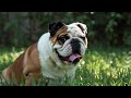 My Cute Pet Sitting In Grass His Name Robi Robi Bulldog Video Reels