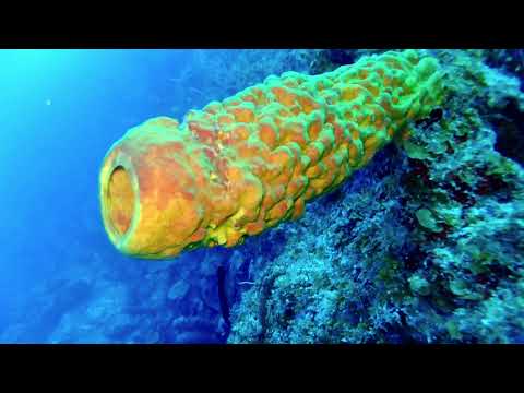 Diving Bloody Bay Wall at Little Cayman with Cayman Brac Reef Resort 