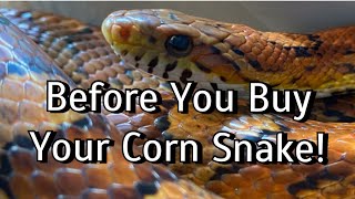 3 Things to do BEFORE You Buy a Corn Snake!