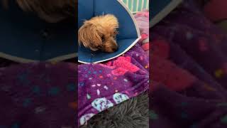 Peanut needs you ❤️ Peanut needs you ❤️