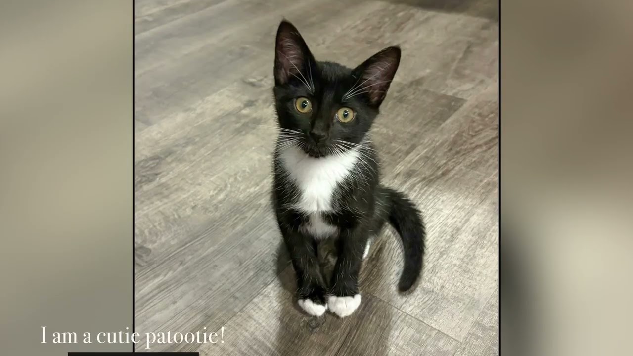 Enlarge Swirl, a Adoptable mixed breed in Roswell, GA video 6/6