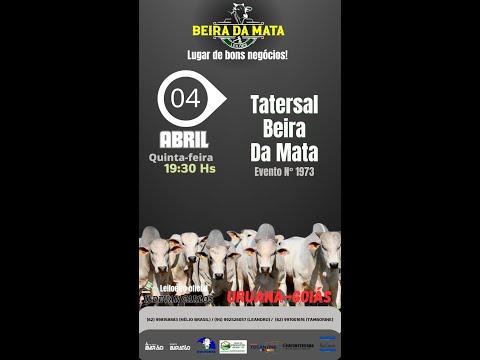 Beira da Mata Leilões - Uruana GO - Leilão de Gado de Corte em Goiás @canal.boiadeiro #live #gado