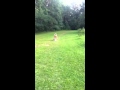 Caillou The Wonder Dog