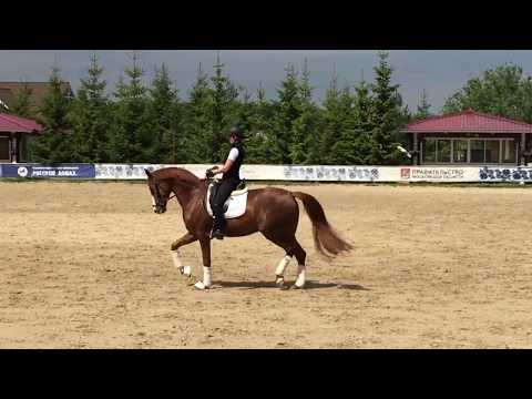 FINALE 2013 dressage mare by Franziskus x Fidertanz