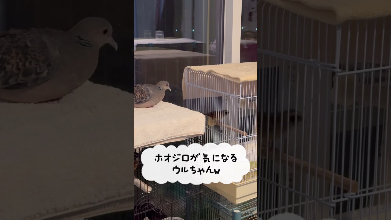 ホオジロさんが気になるｗ足に障害のあるキジバトのウルちゃん♪ 2026/3/28撮影 KUPPI the Crow ※概要欄見てね