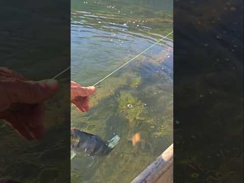 BARRAGEM DE BURITINOPOLIS GOIÁS LINDO DEMAIS PESCARIA DE TUCUNARÉ #lago #beleza #music #peixe