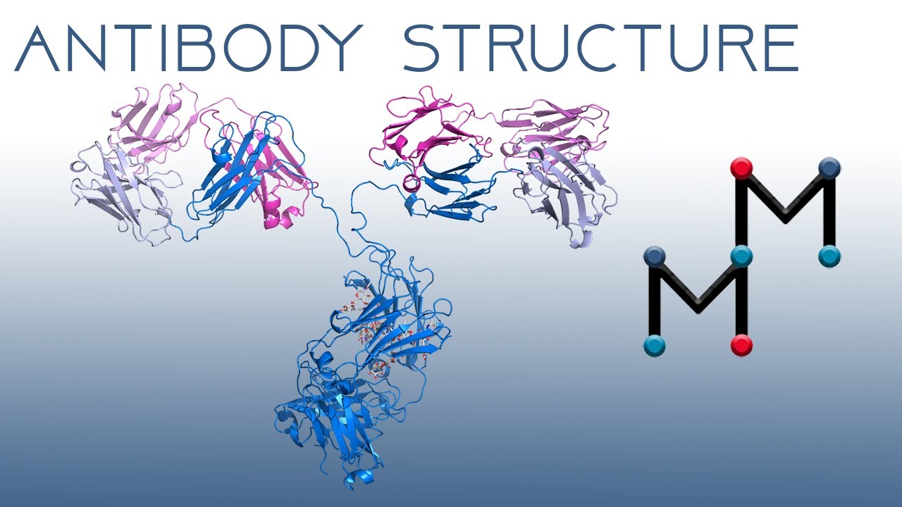 Antibody Structure: The Immunoglobulin Fold and Antibody-Antigen Interactions