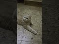 Ketta Vaarthai Pesa Kudathunu Paakuren Luna Cat