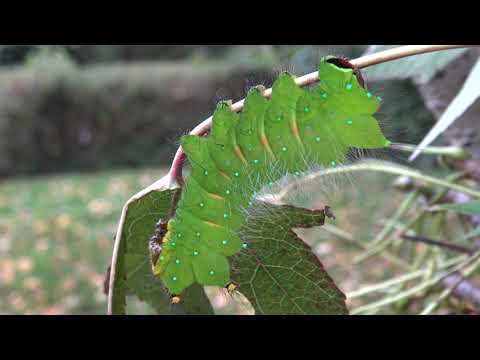 Spirit Caterpillar: Pink Spirit Moth / Actias rhodopneuma - 4K Quality - No Commentary - Saturniidae