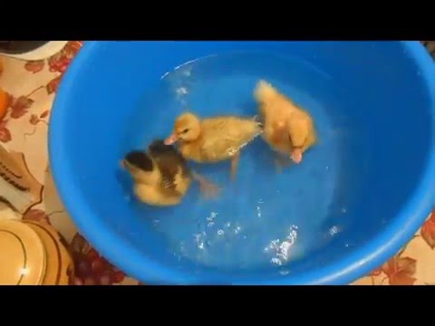 Утята. Маленькие комочки радости. Кормление.
