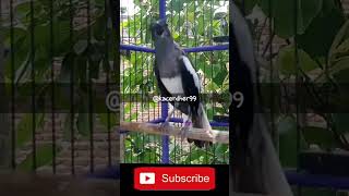 Download lagu kacer betina gacor memanggil jantan #pancingankacerbahan #kacer #kacergacor #kacerpagi #kacer mp3