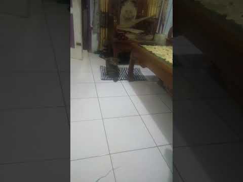 Ngintip bociL sedang MAnDi