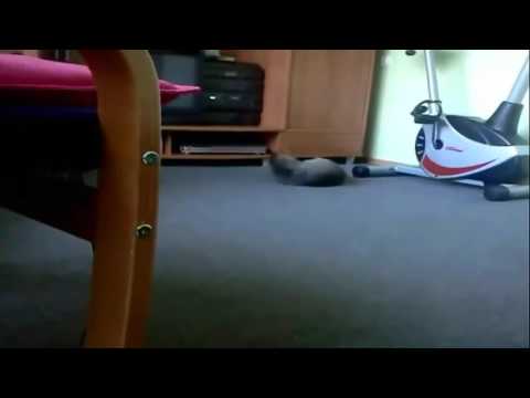 Śmieszne koty #11 [ Spróbuj się nie zaśmiać ] @pl.