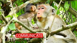 MOM JANE LOVES BABY MONKEY IN TROOP, SHE TRIES TO COMMUNICATE WITH BABY BY LOVELY AND KINDLY TO THEM