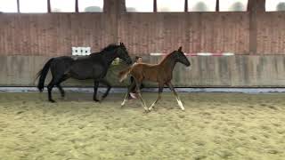 Video von Vitali
