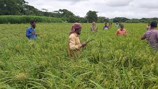 এসএমই আউশ ধান এর মাঠ ভিডিও