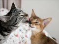 BESAME MUCHO - PETRA PACARIC QUARTETO ...