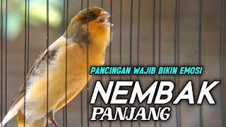 Download lagu Suara Burung Kenari Gacor Nembak Panjang Cocok Buat Masteran Murai Batu mp3 Download lagu Suara Burung Kenari Gacor Nembak Panjang Cocok Buat Masteran Murai Batu mp3