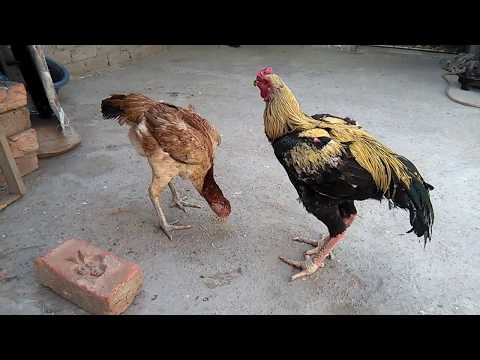 Big Highted Aseel Cock 03459442750 Zain Ali Froming in
