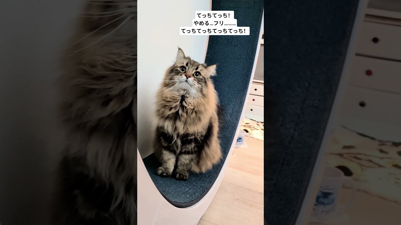 1分間キャットホイールテチテチをながめるだけの動画 #サイベリアン #cat #ヤマネコ #キャットホイール