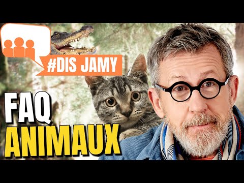 😺 7 réponses sur les animaux • FAQ #DisJamy 😻🦋🦊🦇🙀🐊🦟