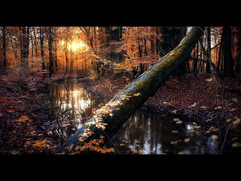 3h Music in the Forest Part 2 by s0unds (Rest, Relaxation, Sleep Sounds)
