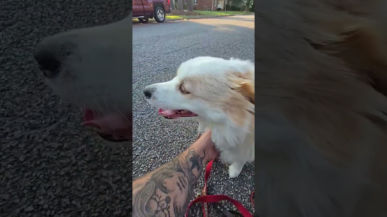 Enlarge ROXY - COURTESY LISTING, a Adopted Border Collie in Hampton , VA video 5/5
