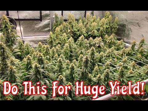 How to Train Plants / Living Soil / Grow Weed Easy / Organic Cannabis Grow
