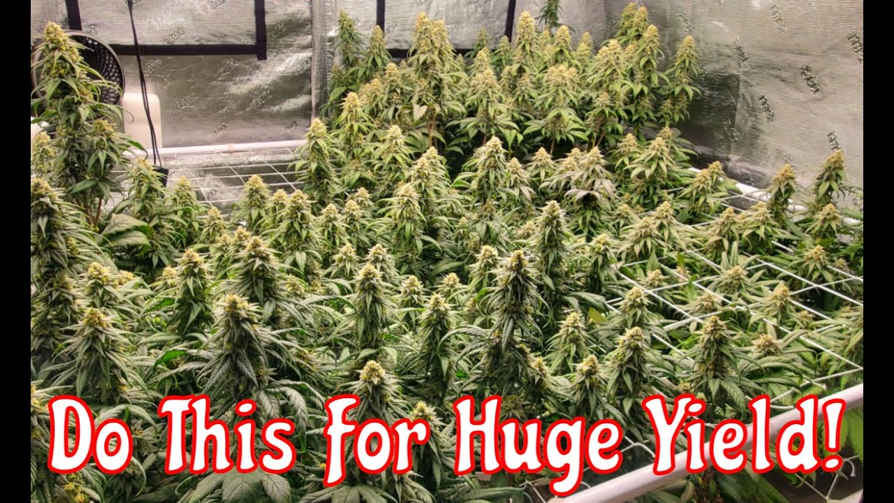 How to Train Plants / Living Soil / Grow Weed Easy / Organic Cannabis Grow