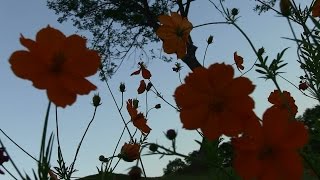 Zoot Sims with Bob Brookmeyer - Lullaby Of The Leaves