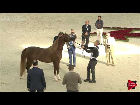 N 274 RD HARENAADO   Sharjah International 2019