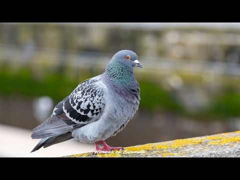 Cri du pigeon - le roucoulement