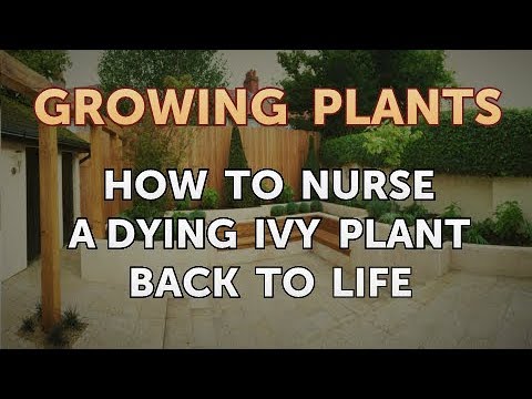 How to Nurse a Dying Ivy Plant Back to Life