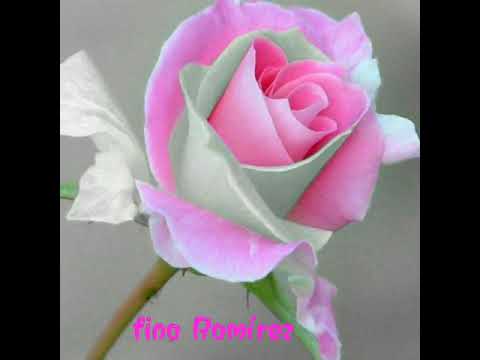 NO DUDES DE MI AMOR,  LOS  RODARTE.