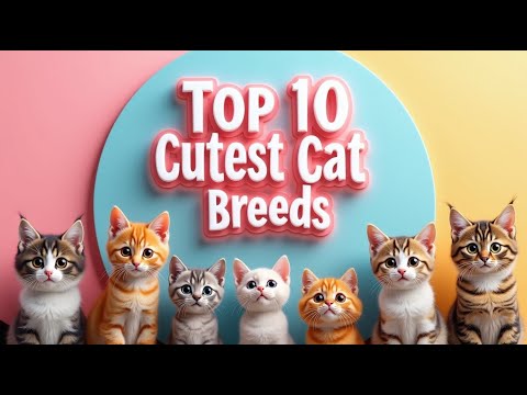 Top 10 Cutest Cat Breeds in the World