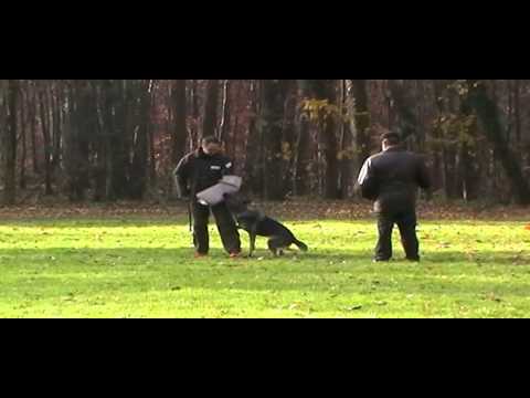 Navita von Metunaj SV-Körung 2014