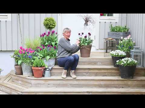 DIY – Gör ett eget rådjursskydd för dina tulpaner