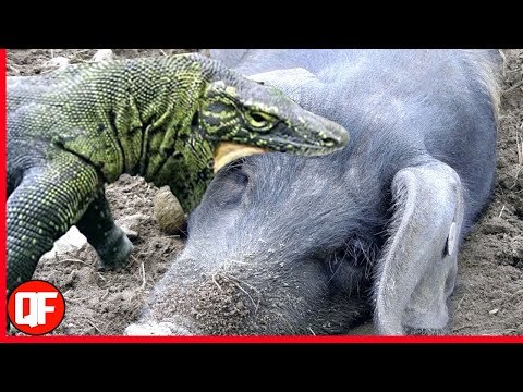 DRAGO DE KOMODO ATACANDO E COMENDO JAVALI AINDA VIVO!!