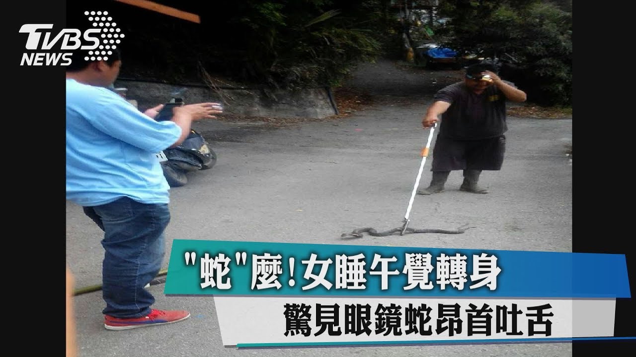 「蛇」麼！女睡午覺轉身　驚見眼鏡蛇昂首吐舌