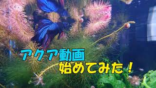 アクア動画はじめてみた【アクアリウム】