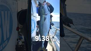 推しが釣ったブリが旨すぎた🐟️ #丹後ジギング #春鰤#ジギンガールさやか