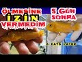 PATİENT FİSH RESCUE OPERATİON Aquarium Fish