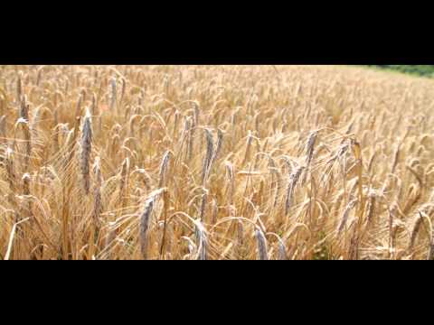 Massaka - Vergiftet (OFFICIAL HD VIDEO)