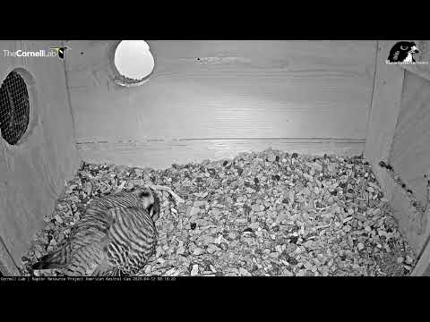 Wisconsin Kestrels Lay First Egg of 2020! #Kestrel Cam | Raptor Resource Project | Cornell Lab