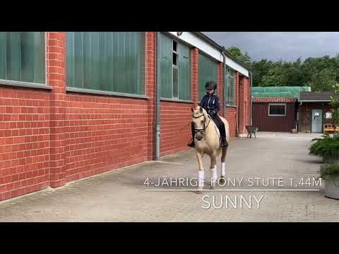 Sunny MZ Sporthorses Ponystute 1,44m  2016