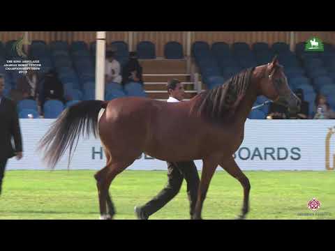 N 144 MUZNA AL KHALED   KAAHC 2019   Mares 4 6 Years Old Class 4A