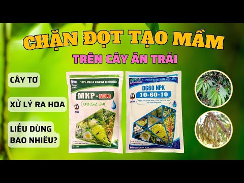 Sử dụng lân tạo mầm 10-60-10 và MKP chặn đọt tạo mầm trên cây ăn trái