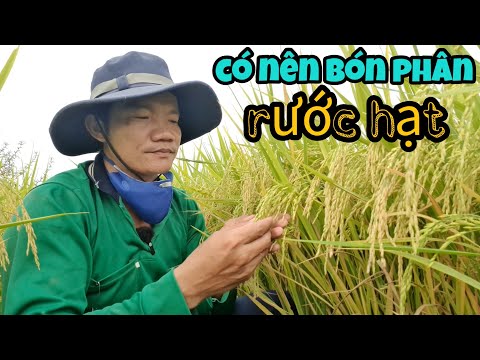 Có nên Bón phân rước hạt cho vụ đông xuân
